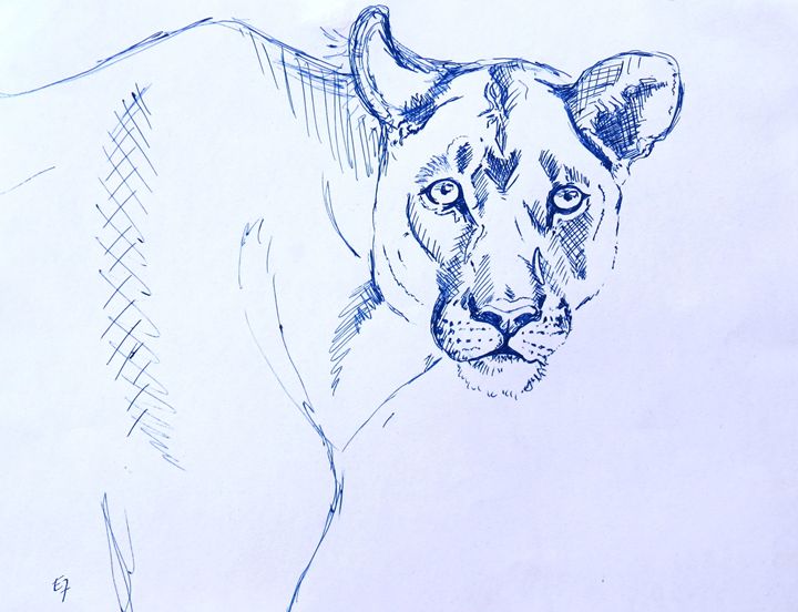 720x552 Female Lion Sketch - Female Lion Sketch