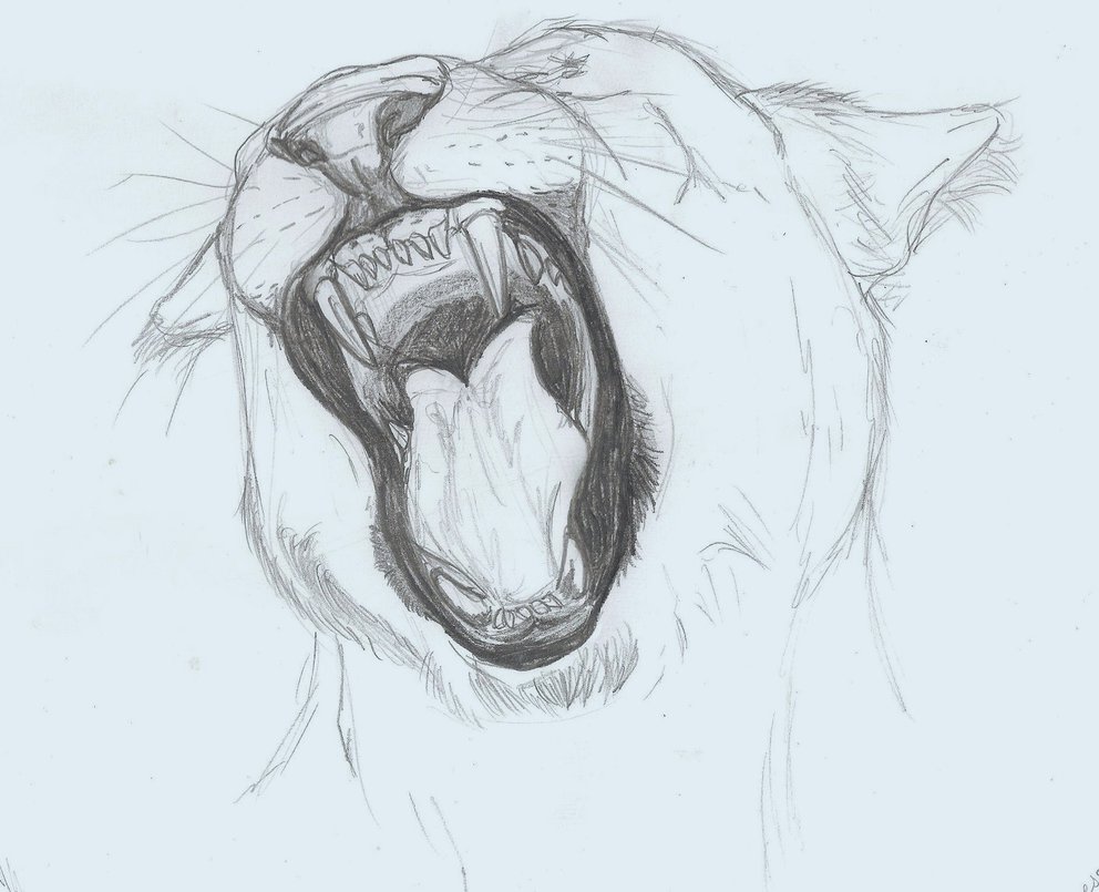 992x805 Female Lion Sketch By Kantata98 - Female Lion Sketch