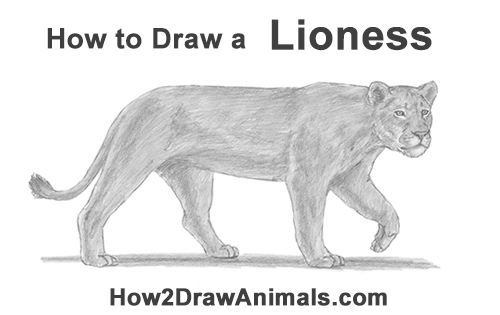 500x315 How To Draw A Lioness - Female Lion Sketch