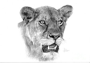 300x212 Lioness Drawing By Riana Lombaard - Female Lion Sketch