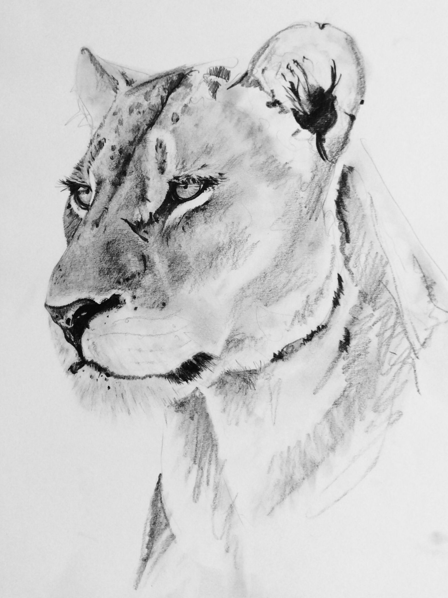 Female Lion Sketch at Explore collection of Female