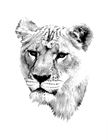 425x550 Lioness. Female Lion. Digital Wildlife Engraving Image Posters By - Female Lion Sketch