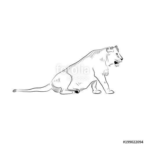 500x500 Sketch Of Relaxing Female Lion. Stock Photo And Royalty Free - Female Lion Sketch