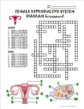 270x350 Female Reproductive System Crossword With Diagram {Editable - Female Reproductive System Sketch