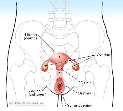 393x355 Female Reproductive System Diagram, Functions, Anatomy - Female Reproductive System Sketch