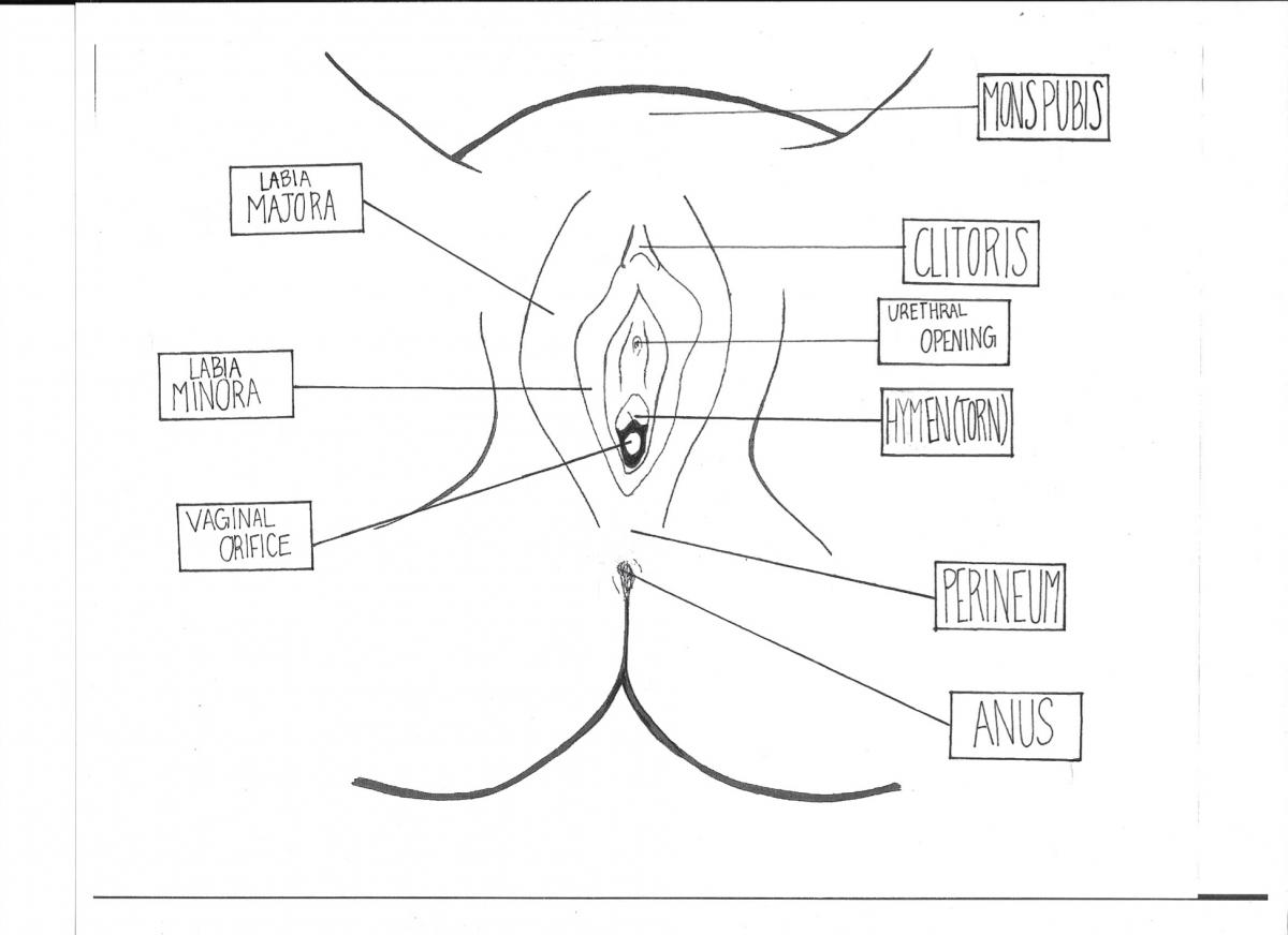1200x872 Anatomy Diagrams Sexinfo Online - Female Reproductive System Sketch