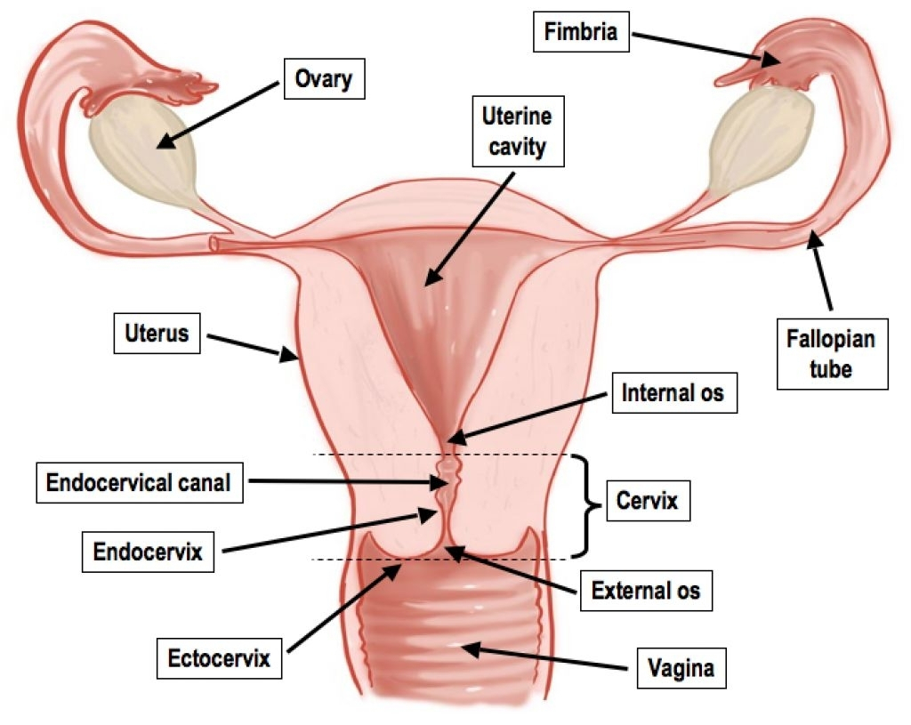 1024x815 Human Female Repro Colorful Diagram Female Reproductive System - Female Reproductive System Sketch