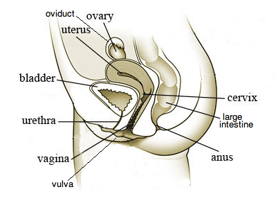 399x293 Ib Biology Notes - Female Reproductive System Sketch
