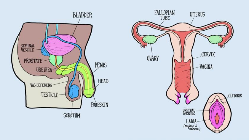 840x471 Male And Female Reproductive Systems Harder To Label For Some Than - Female Reproductive System Sketch