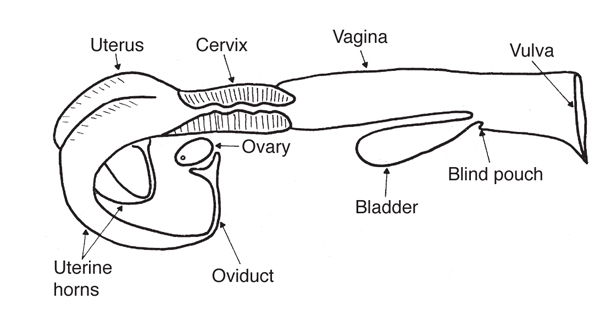 600x310 Nmsu Reproductive Tract Anatomy And Physiology Of The Cow - Female Reproductive System Sketch