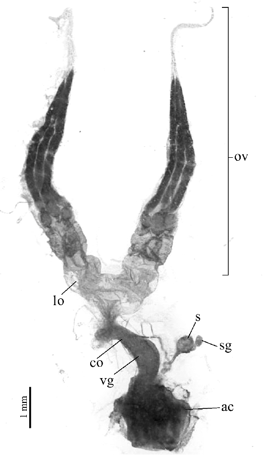547x917 Omorgus Suberosus, Female Reproductive System. Ac = Genital - Female Reproductive System Sketch