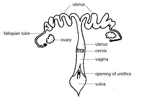 500x338 Anatomy And Physiology Of Animalsreproductive System - Female Reproductive System Sketch