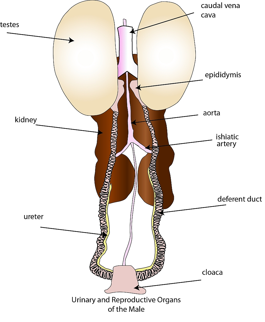 900x1093 Reproductive System - Female Reproductive System Sketch