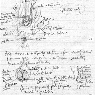 320x320 Sketches Of The Female Reproductive System Of Southern Elephant - Female Reproductive System Sketch