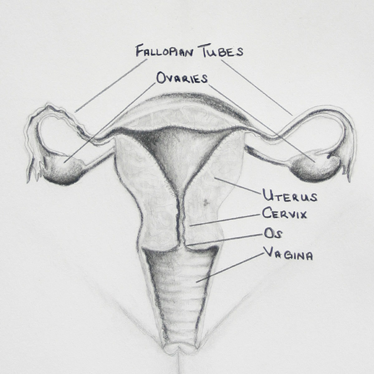1200x1200 The Female Reproductive Organs Amp The Endocrine Glands That Make - Female Reproductive System Sketch