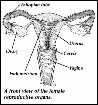 400x428 Tryselfcare Reproduction Female - Female Reproductive System Sketch