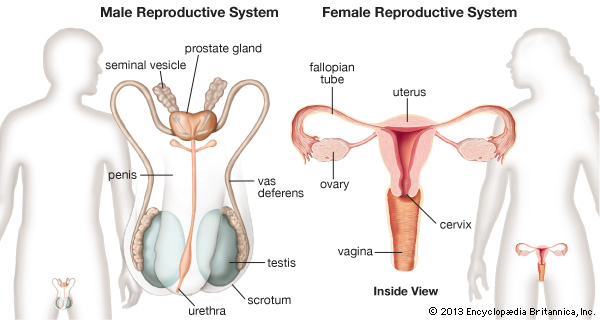 600x320 Human Reproductive System Definition, Diagram Amp Facts - Female Reproductive System Sketch