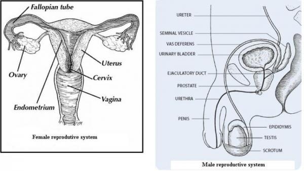 600x338 Diagram Of Internal Organs - Female Reproductive System Sketch