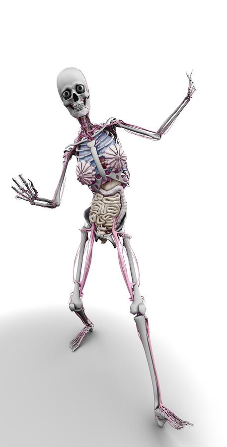 457x900 Female Skeleton And Organs, Artwork Photograph By Science Photo - Female Skeleton Sketch