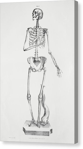 346x622 Female Skeleton Photograph By Sheila Terry - Female Skeleton Sketch