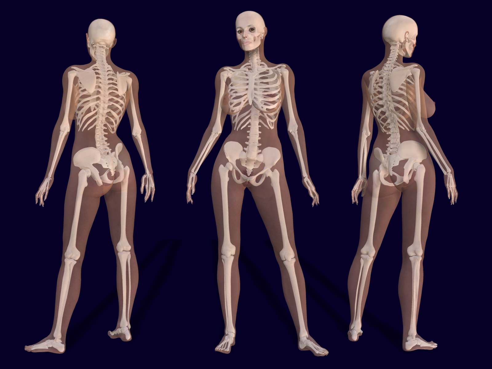 1600x1200 Learn Anatomy Amp Physiology Online Anathomy Anatomy - Female Skeleton Sketch