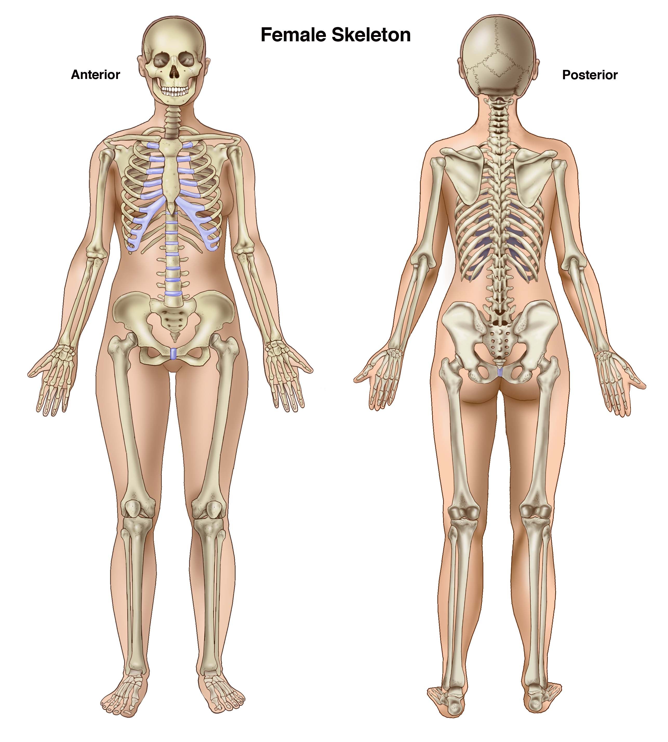 Кости мужчины и женщины. Антериор и Постериор. Анатомия человека кости скелета мужчины. Человека анатомия скелет женщина. Кости анатомия мужчины и женщины.
