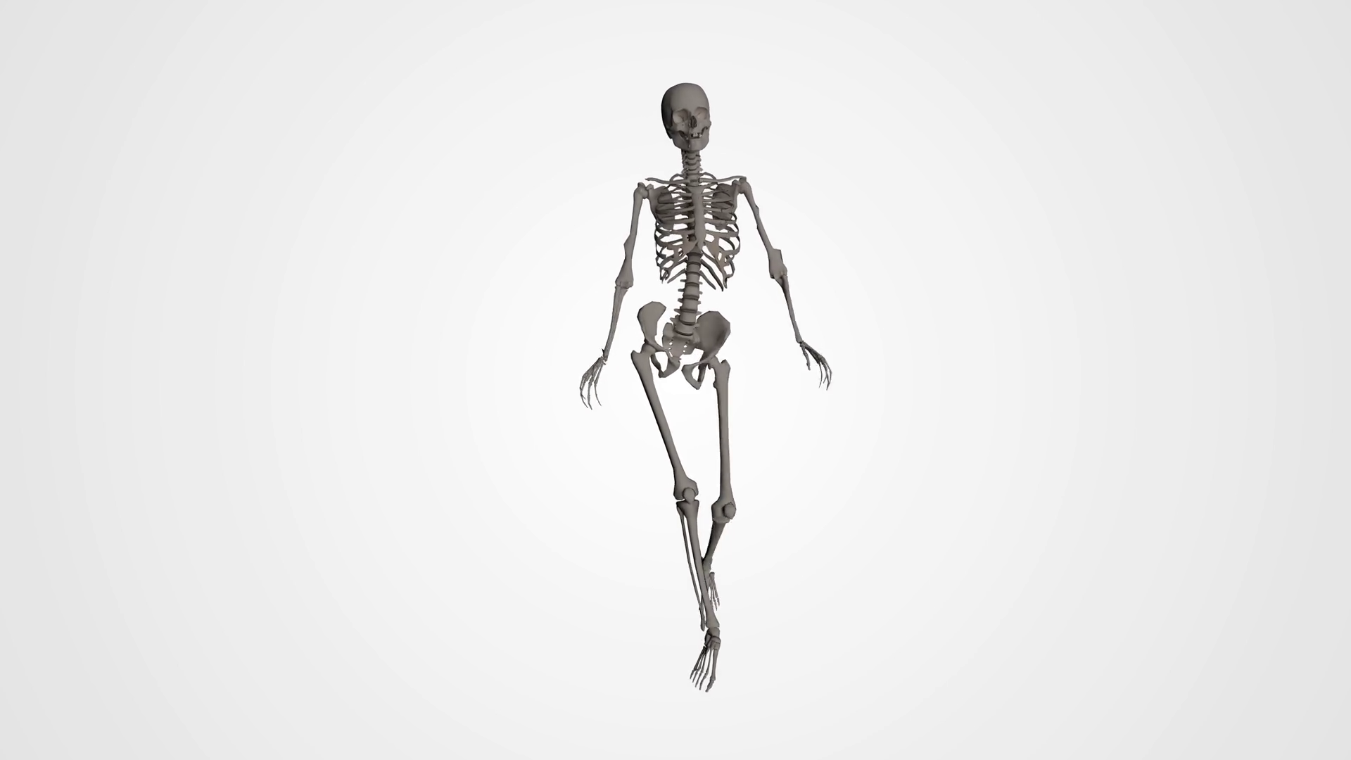 1920x1080 Female Body Organs Skeleton Walkcycle White Background Motion - Female Skeleton Sketch