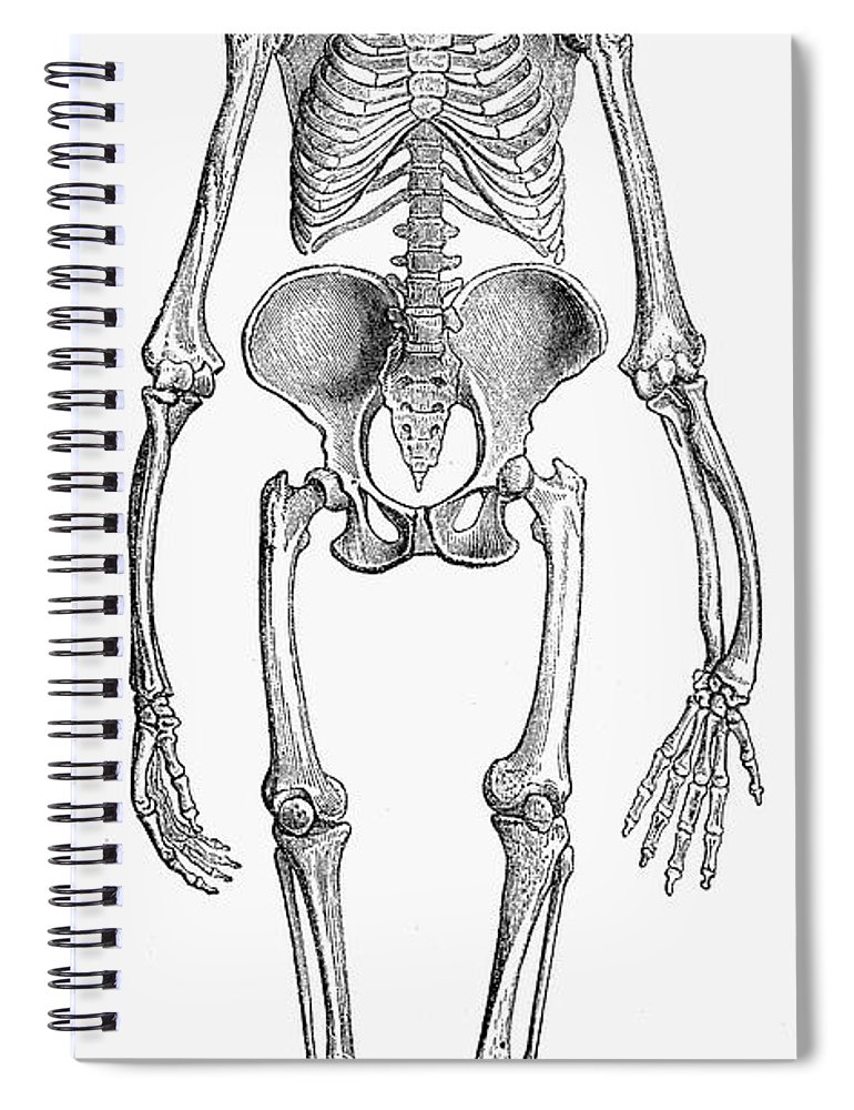 770x1000 Female Gorilla Skeleton Spiral Notebook For Sale By Granger - Female Skeleton Sketch