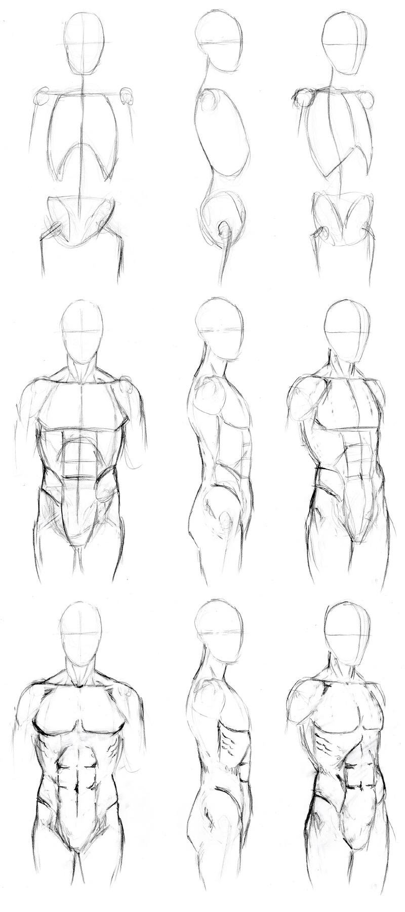 800x1800 Basic Male Torso Tutorial By Timflanagan - Female Torso Sketch