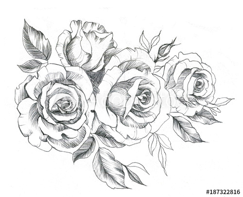 500x405 Hand Drawn Line Art Roses In Graphic Style. Feminine Tattoo Sketch - Feminine Sketch
