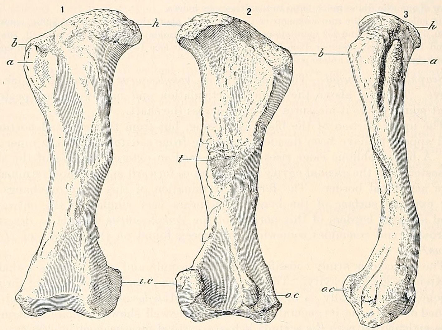 1419x1060 Filehoplitosaurus Femur.jpg - Femur Sketch