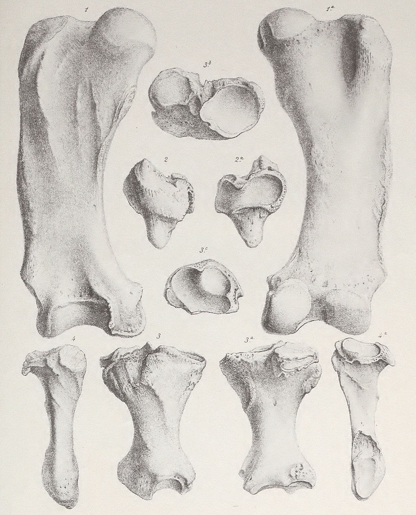 828x1024 Filelestodon Femur And Tibia.jpg - Femur Sketch