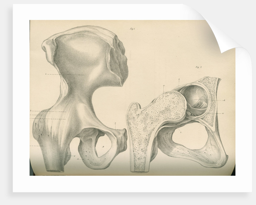 850x681 Hip Bone And A Portion Of The Femur Posters Amp Prints By J Perry - Femur Sketch