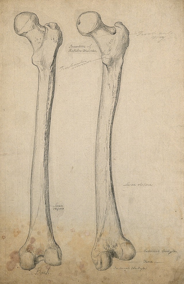 640x990 Image Catalogue Search Creatorscharles Bone Wellcome Collection - Femur Sketch