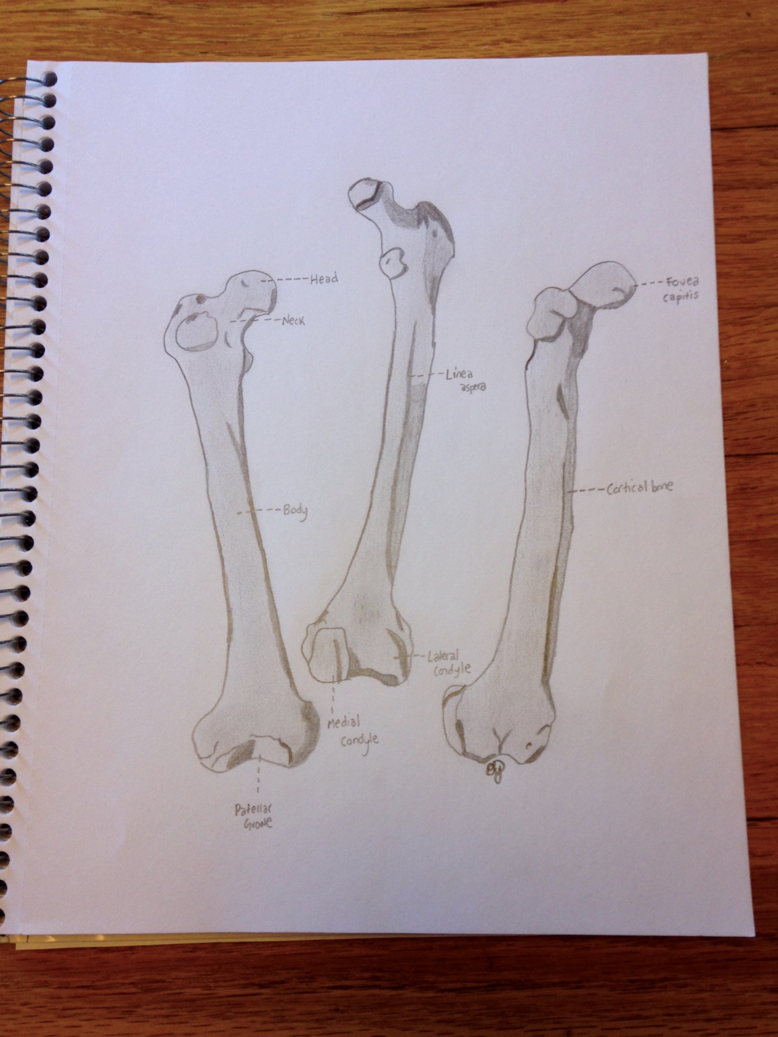 1600x2133 Medical Illustration The Femur Bone Olivia Yale Medium - Femur Sketch