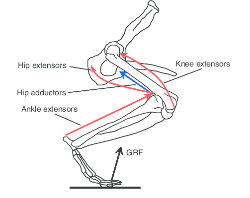 503x399 Outline Sketch (Right Lateral View) Of The Hindlimb Skeleton Of - Femur Sketch