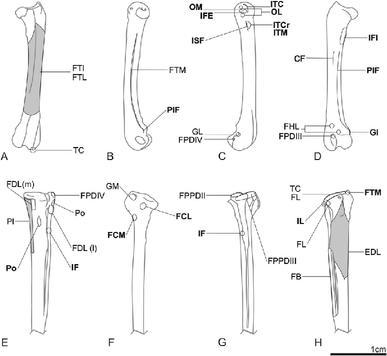 772x712 Sketch Of The Femur And Tibiotarsus Of M. Chimango - Femur Sketch