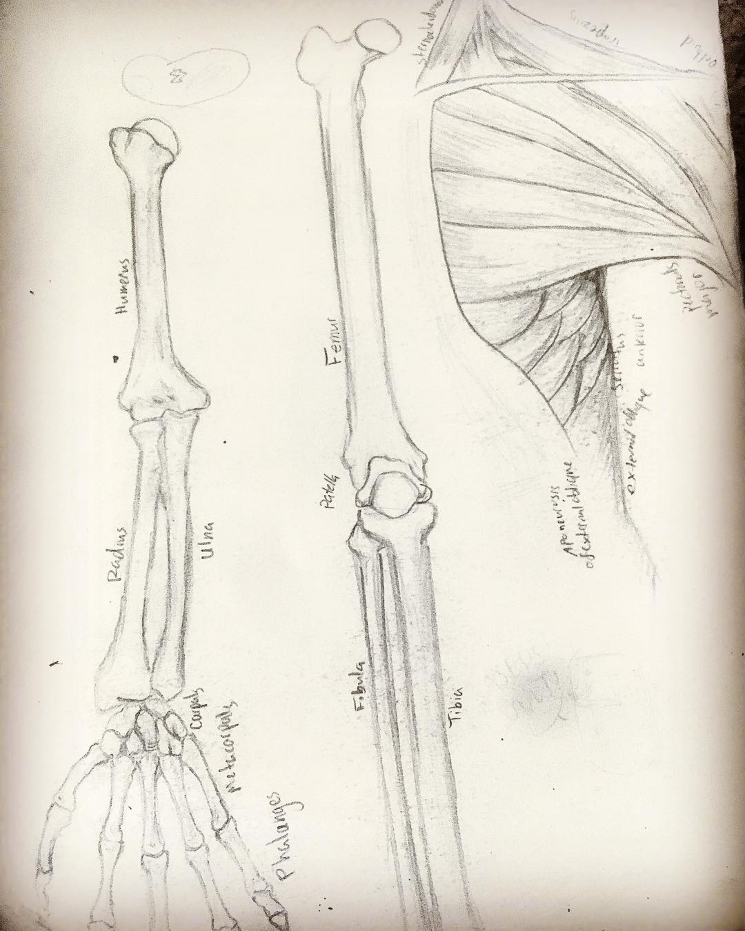 1080x1350 Femur - Femur Sketch