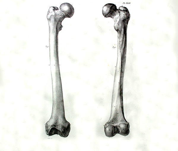 600x511 Femur Anatomybox - Femur Sketch