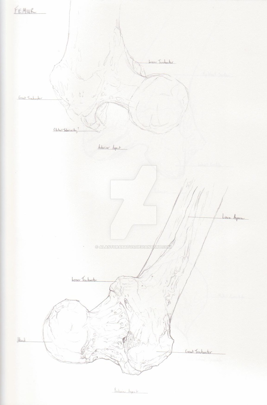 900x1367 Femur Sketch By Alastorabatos - Femur Sketch