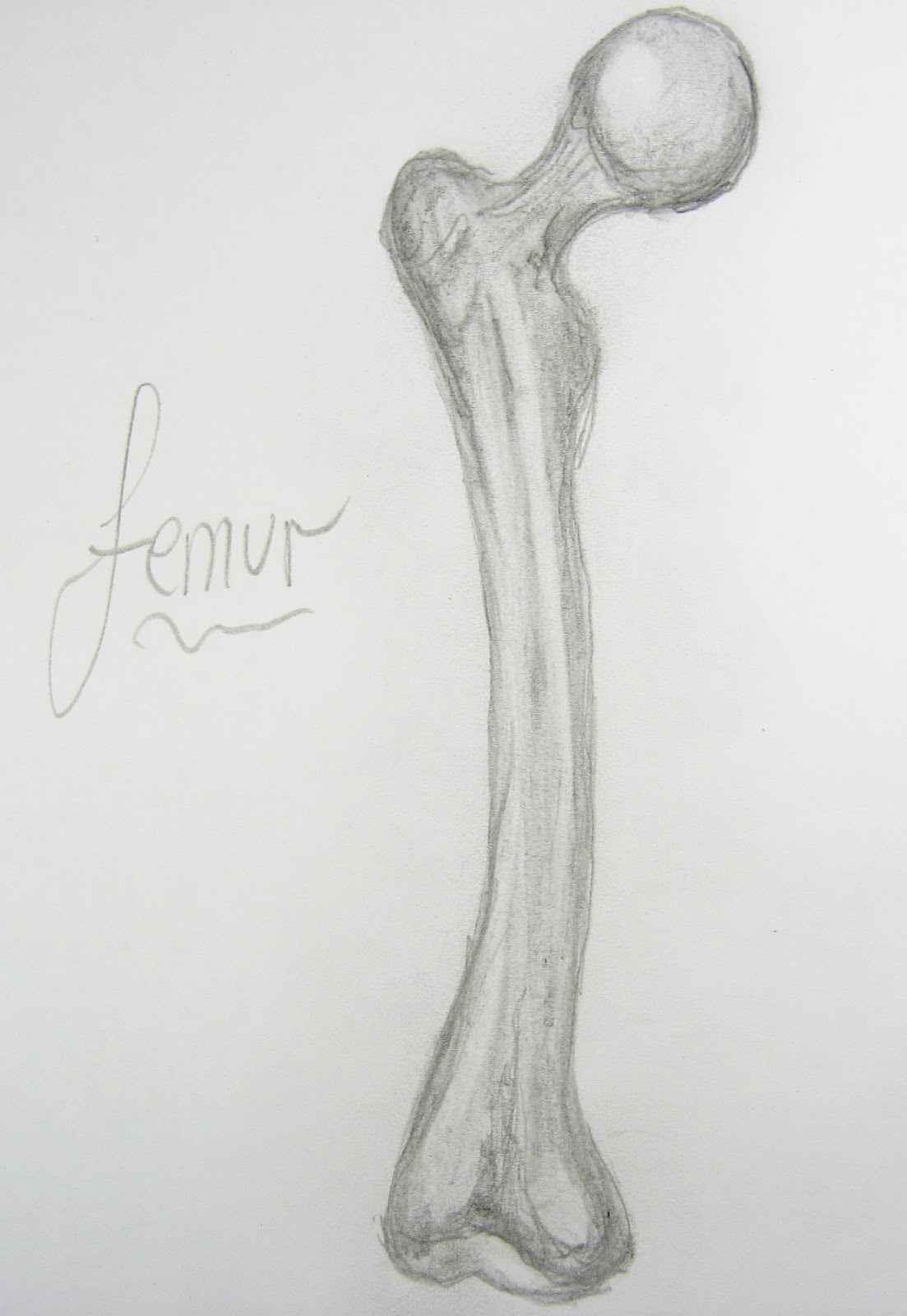 1103x1600 Inside 107 And 109 Biological Drawings, The Good, Bad And Ugly! - Femur Sketch