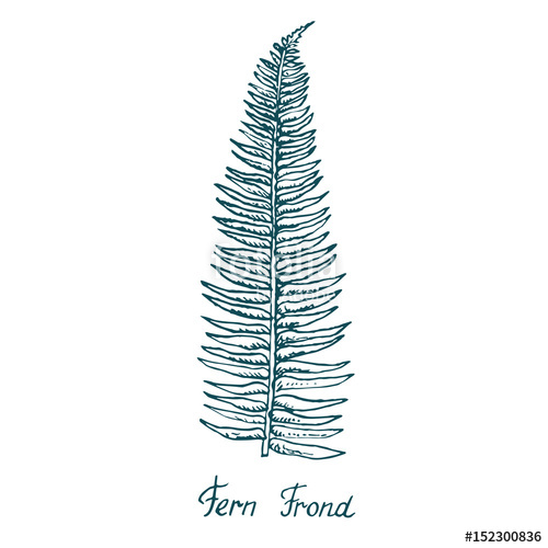 500x500 Fern Frond Leaf, Hand Drawn Doodle, Sketch In Pop Art Style - Fern Sketch