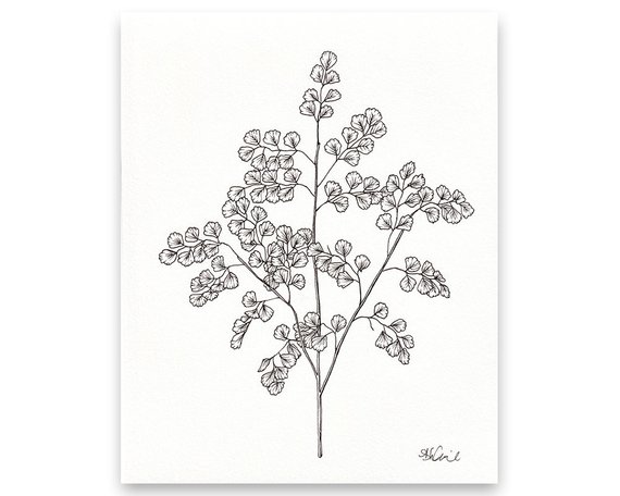 570x456 Fern Leaf Study Original Pen Illustration 8 X 10 Ready To Etsy - Fern Sketch