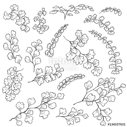 500x500 Fern Leaves Sketch Stock Image And Royalty Free Vector Files On - Fern Sketch