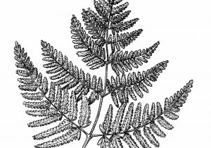 300x210 Fern Plant Drawing Hand Drawn Branches And Leaves Of Tropical - Fern Sketch