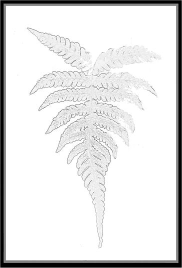 364x536 Fern Sketch - Fern Sketch