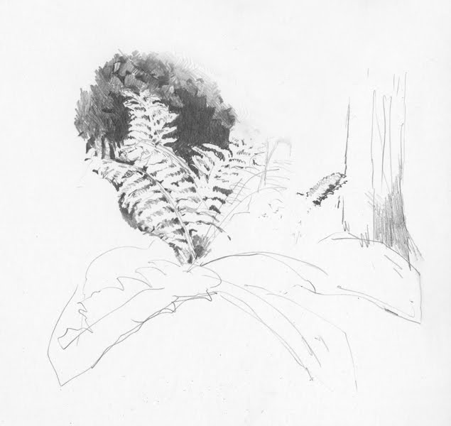 635x600 Fern Sketch Diane Wright Sketches Amp Tutorials - Fern Sketch