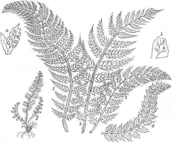 Fern Sketch at PaintingValley.com | Explore collection of Fern Sketch