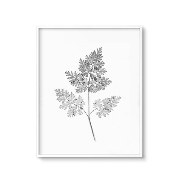 600x600 Modern Botanical Art Printable Black And White Fern Print Chaos - Fern Sketch