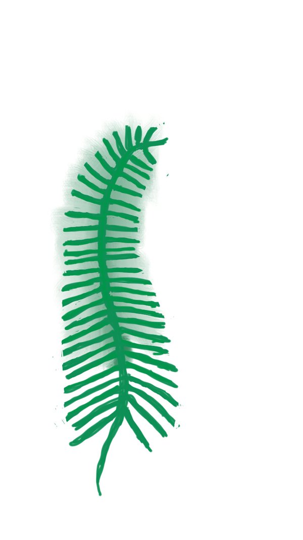 600x1067 Sketch A Fern By Loribabygirl - Fern Sketch